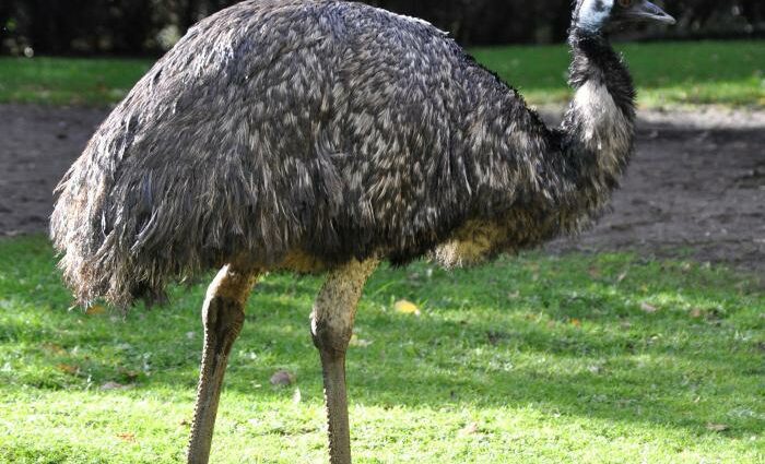 Breeding ostriches at home: where to start