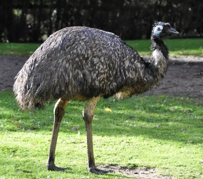 Breeding ostriches at home: where to start