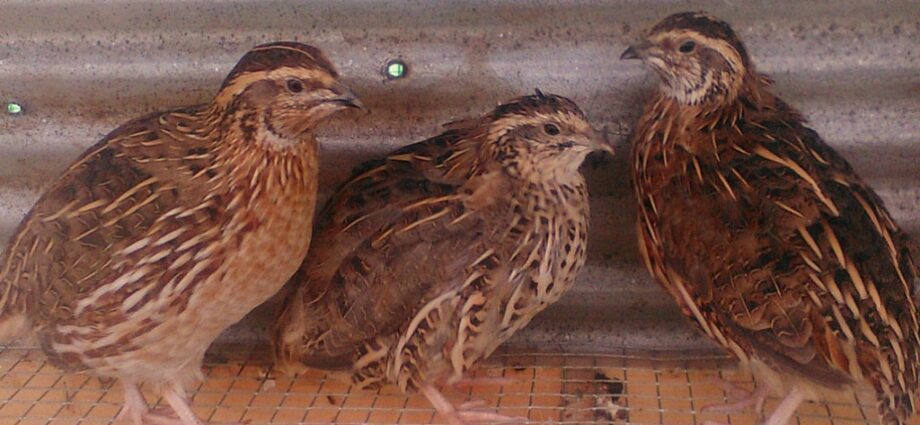 Breeding quail hens at home