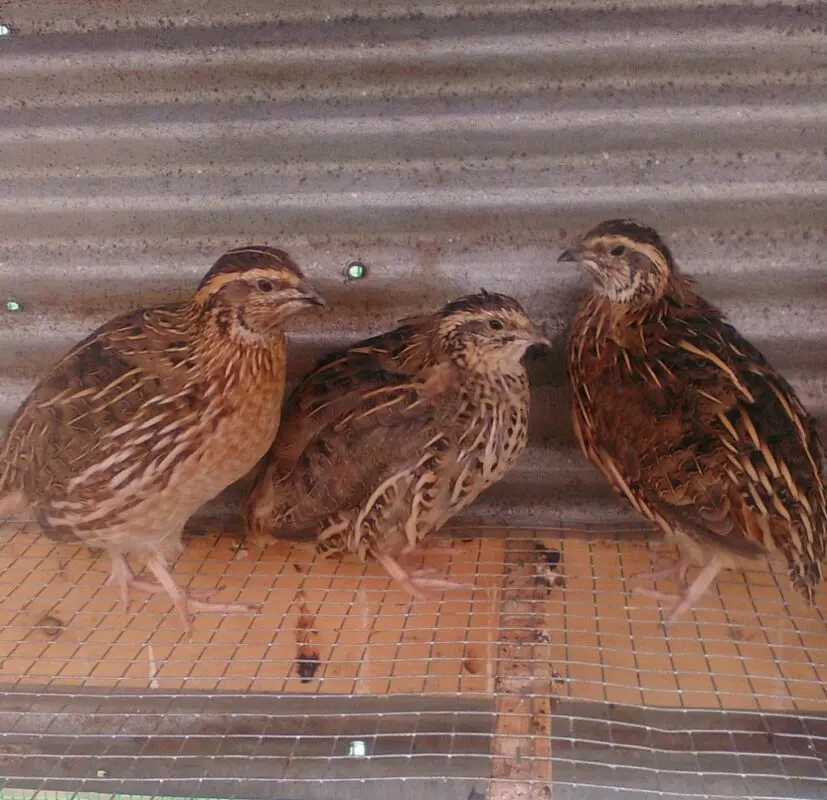 Breeding quail hens at home