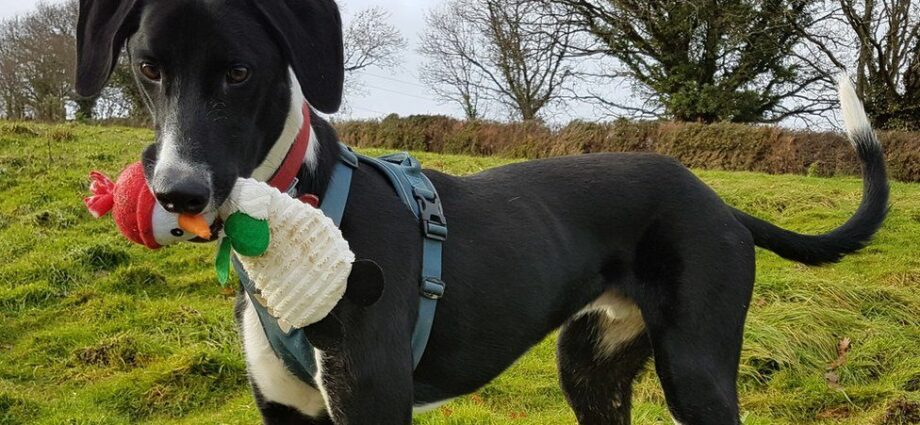 Britain&#8217;s loneliest dog has finally found a home