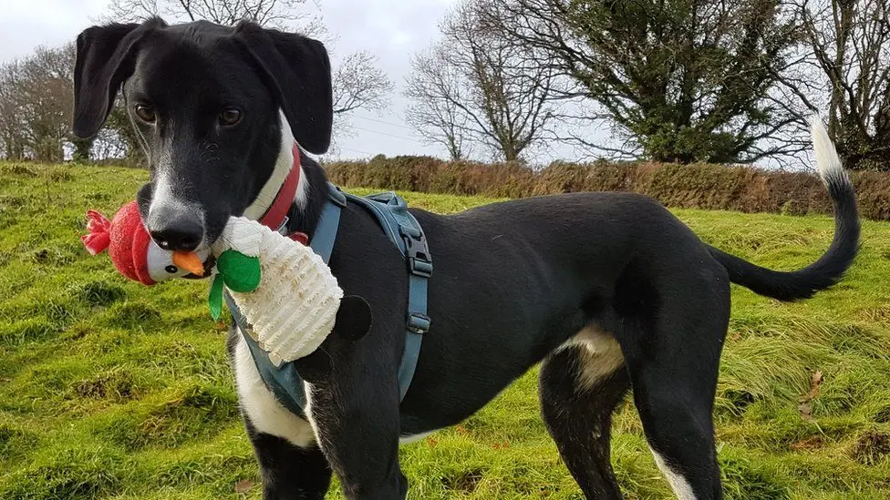 Britain&#8217;s loneliest dog has finally found a home