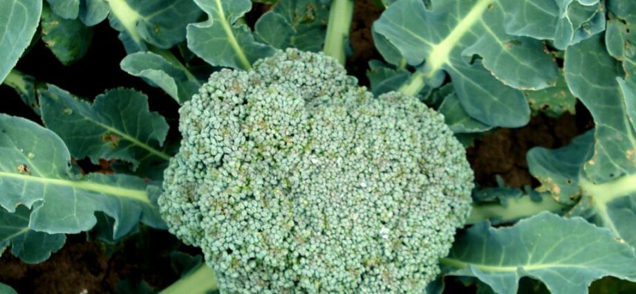 Broccoli cabbage: growing and care