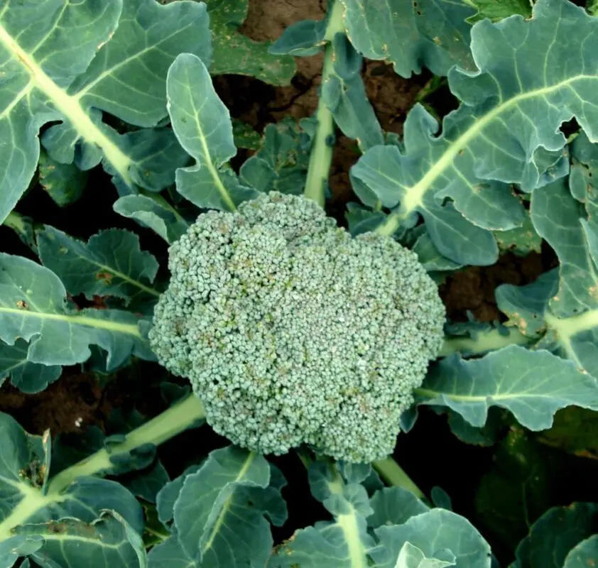 Broccoli cabbage: growing and care