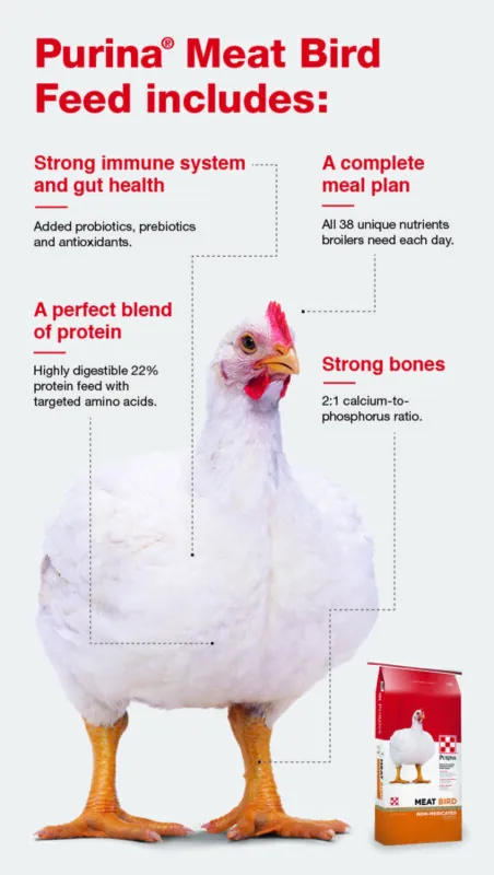 Broiler chickens: growing, caring and feeding at home