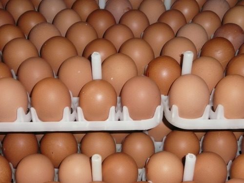 Broiler -broei -eier: foto, hoe om te kry, hoeveel gestoor word