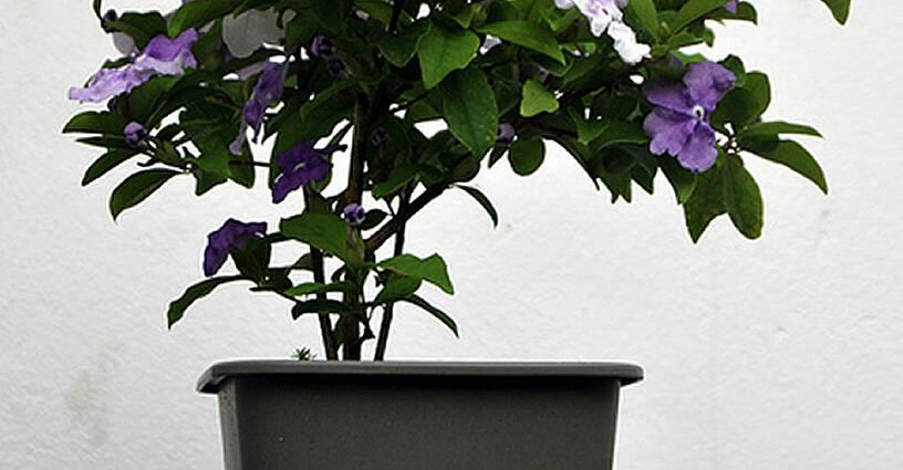 Brunfelsia plant: indoor plants