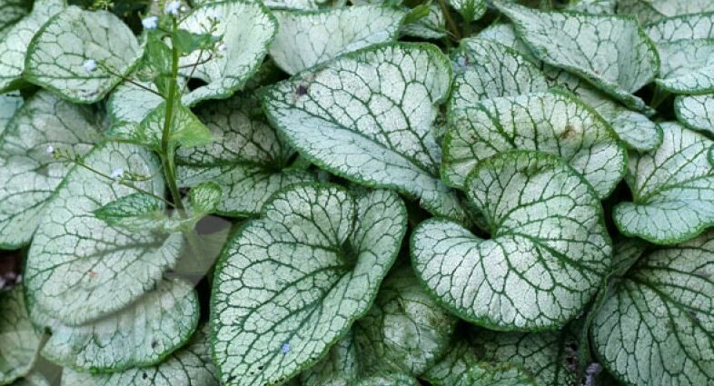 Brunner&#8217;s herbaceous plants large-leaved jack frost and sea heart