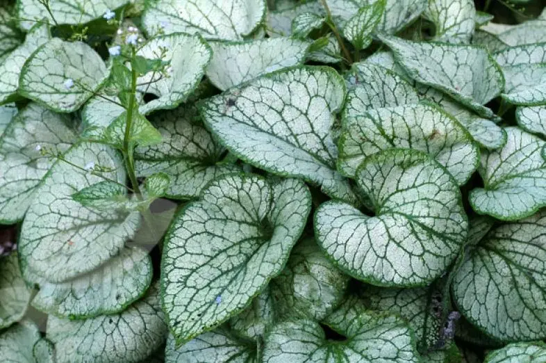 Brunner&#8217;s herbaceous plants large-leaved jack frost and sea heart