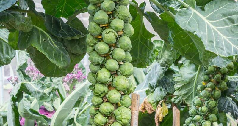 Brussels sprouts: cultivation and care