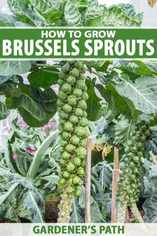 Brussels sprouts: cultivation and care