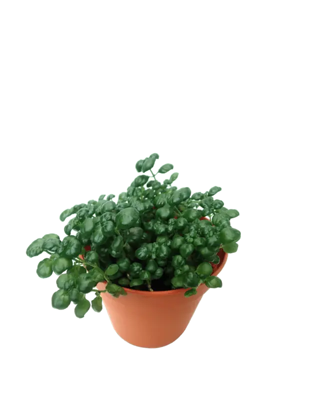 Bubbles: planting and care, reproduction