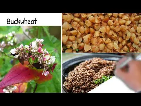 Buckwheat sprouts: composition and benefits. Video