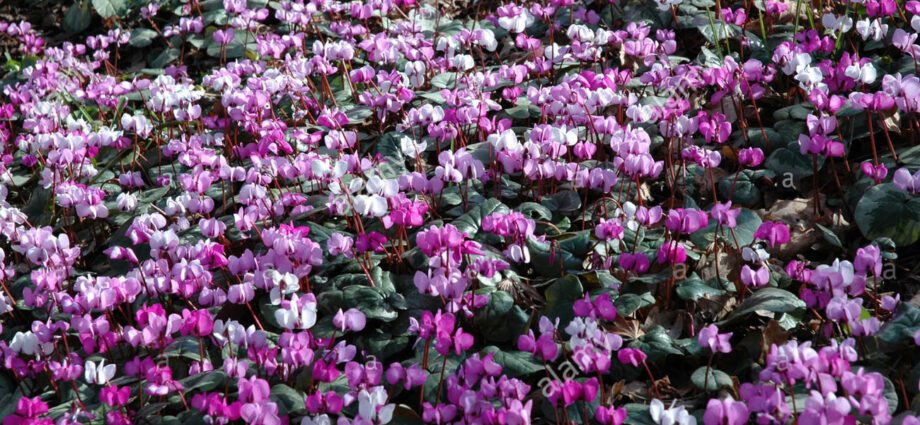 Bulbous perennials wintering in the ground