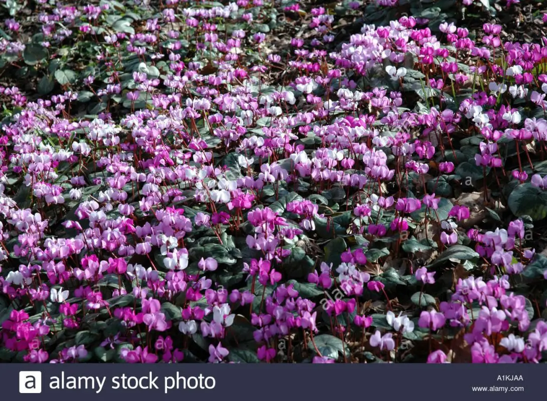 Bulbous perennials wintering in the ground