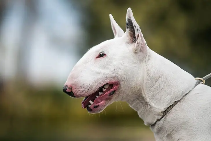 Bull Terrier