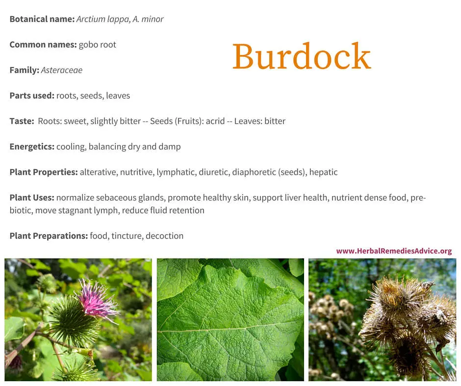 Burdock leaf juice: how to store and how much