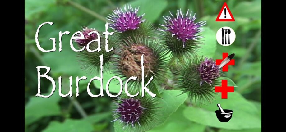 Burdock root: medicinal properties. Video