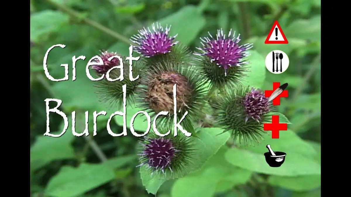 Burdock: medicinal and beneficial properties. Video