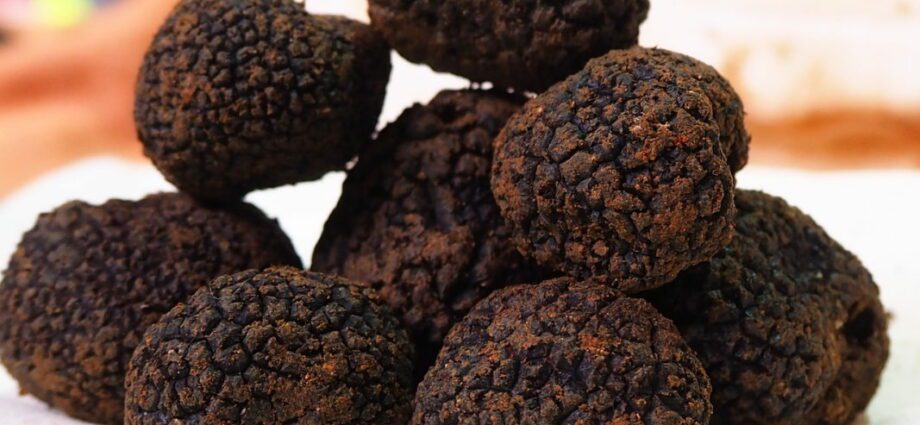 Burgos Black Truffle Fair