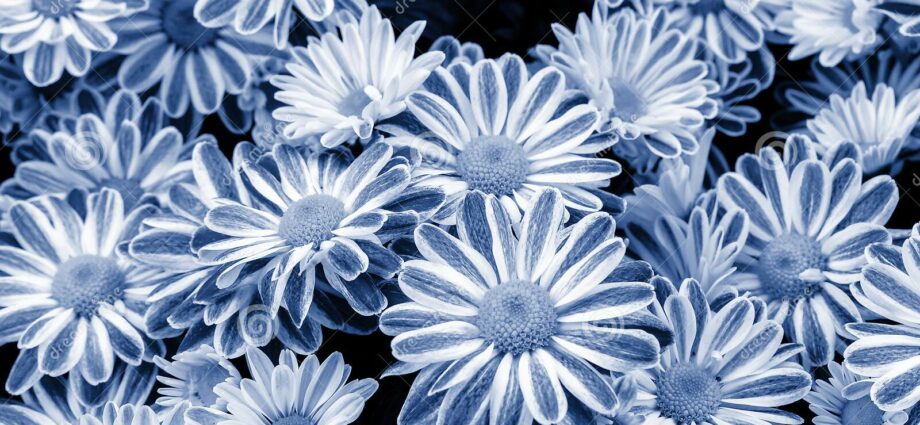 Chrysanthèmes bleu buisson
