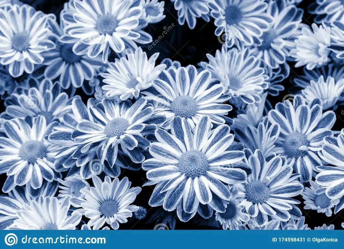 Bush blue chrysanthemums