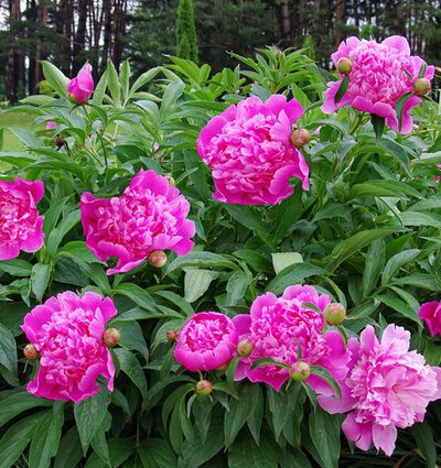 Bush of peonies, dividing a bush: how to divide a peony