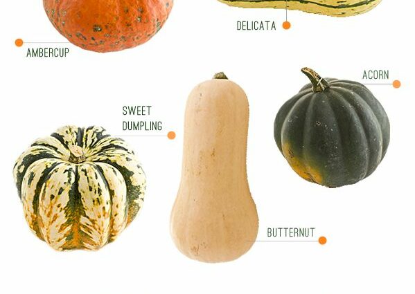 Butternut pumpkin: varieties