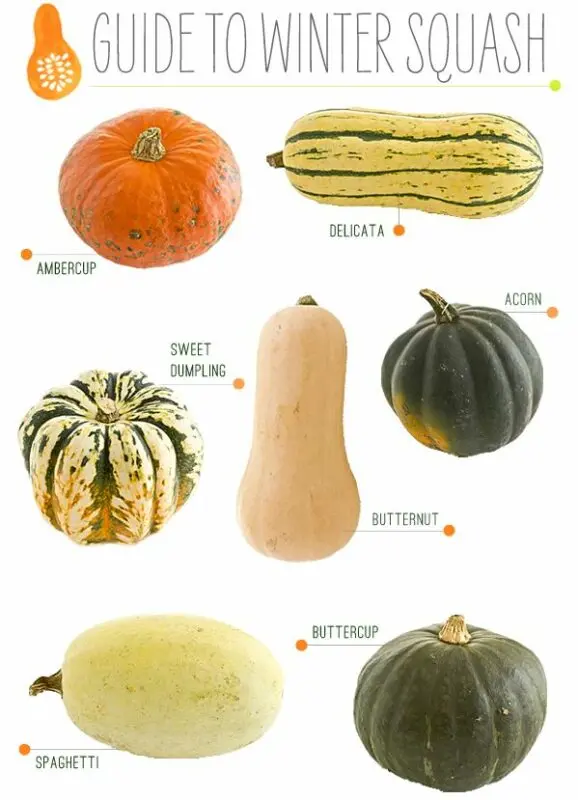 Butternut pumpkin: varieties