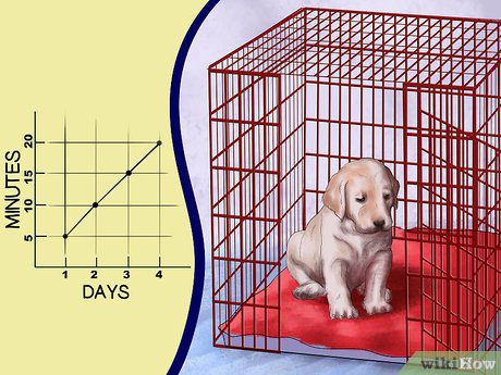 Buy a dog and a puppy in the kennel