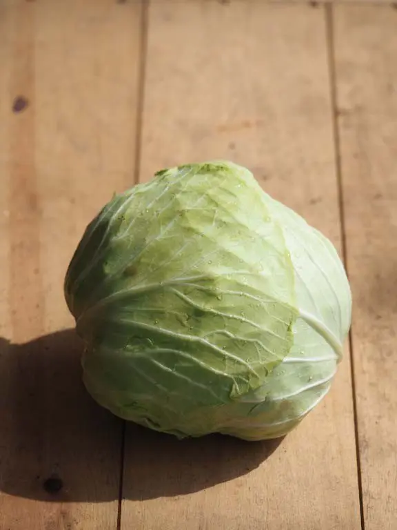 Cabbage &#8211; for peace of mind &#8230;