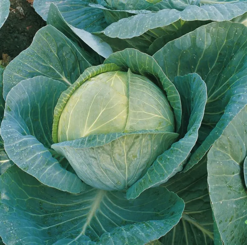 Cabbage Megaton: variety description