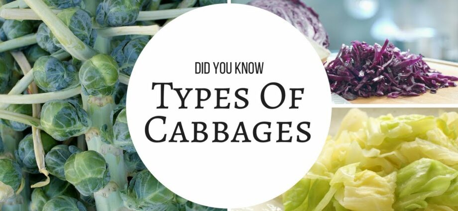 Cabbage: types, varieties, benefits. Video