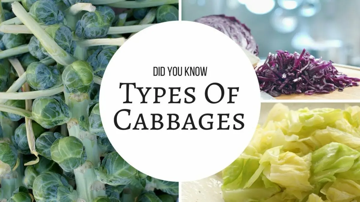 Cabbage: types, varieties, benefits. Video