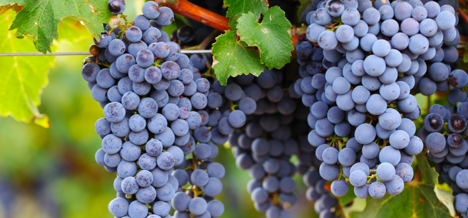 Cabernet grape: grape variety