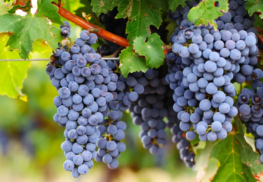 Cabernet grape: grape variety