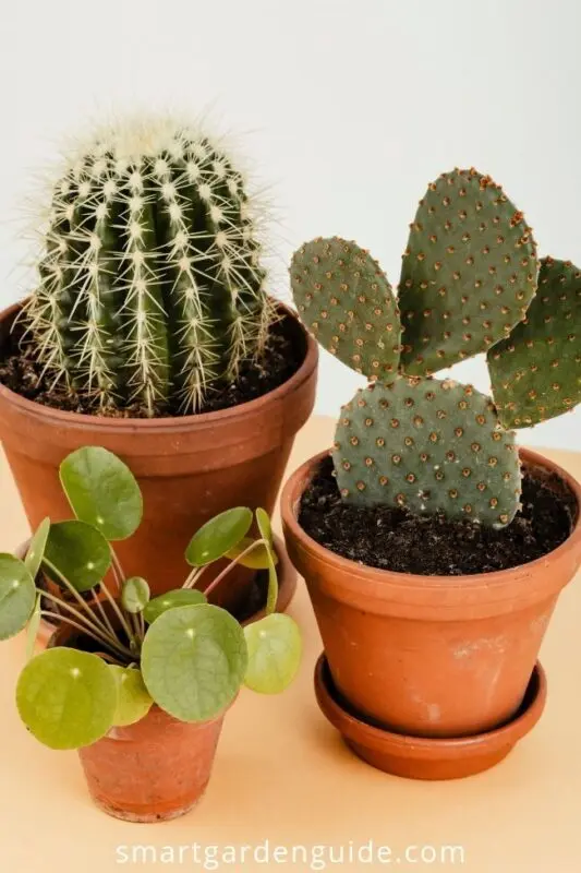 Cactus blooms for money: how to read houseplants