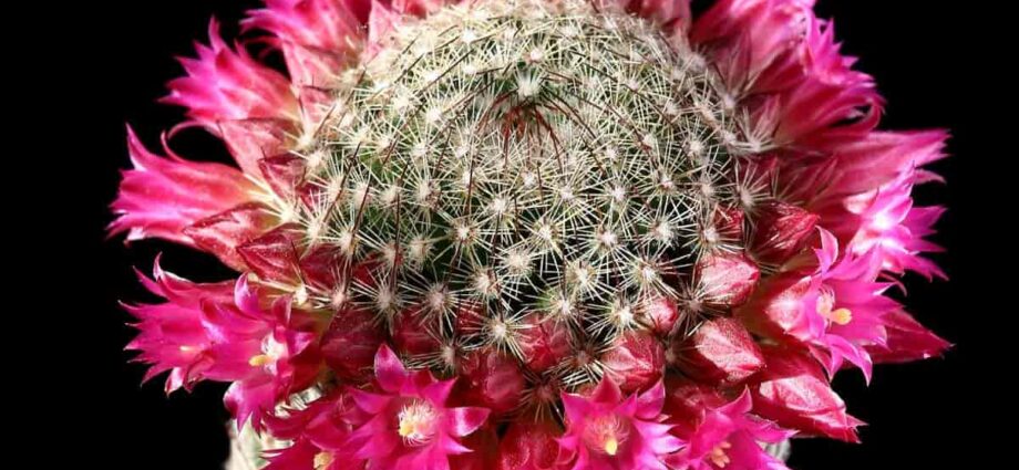 Cactus Mammillaria: how to properly care for, photo of a cactus