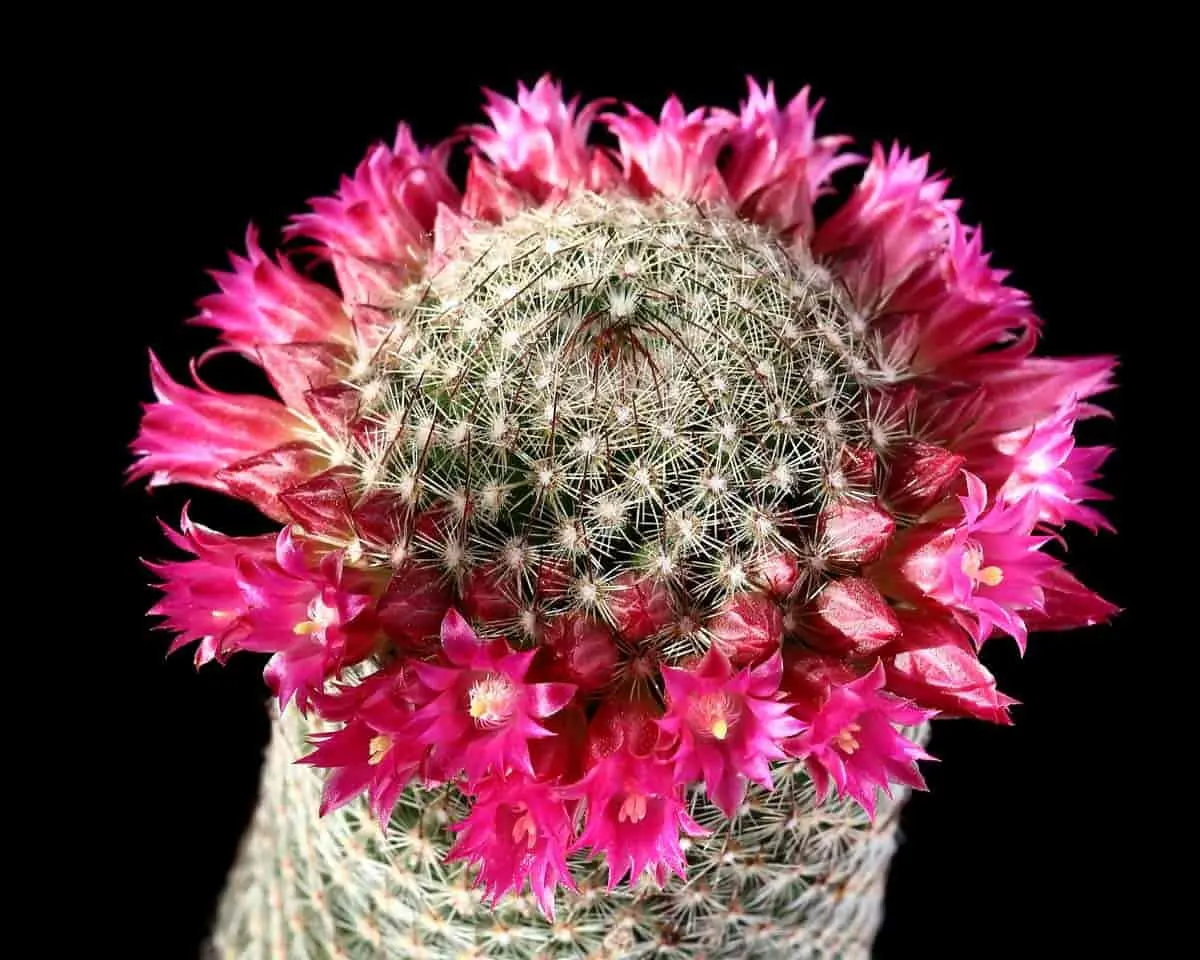 Cactus Mammillaria: how to properly care for, photo of a cactus