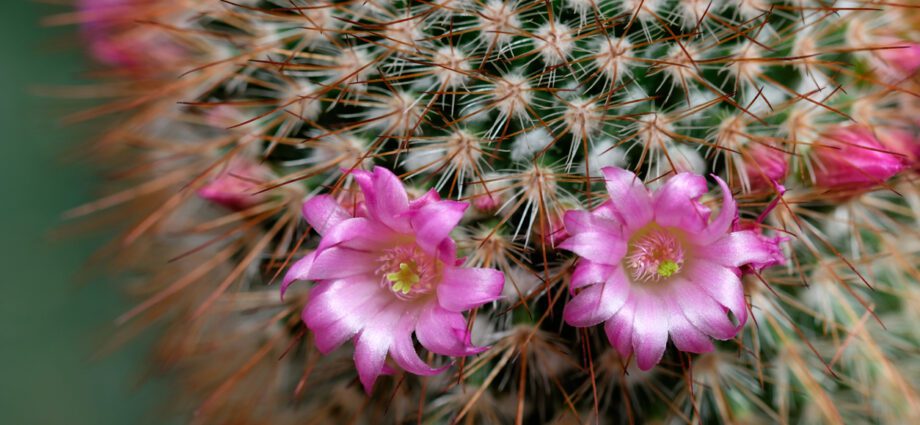 Cactus plant: why it doesn&#8217;t bloom