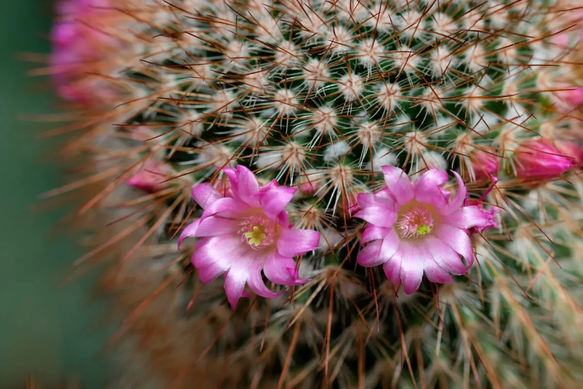 Cactus plant: why it doesn&#8217;t bloom