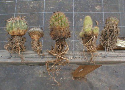 Cactus roots: how to plant a cactus without roots