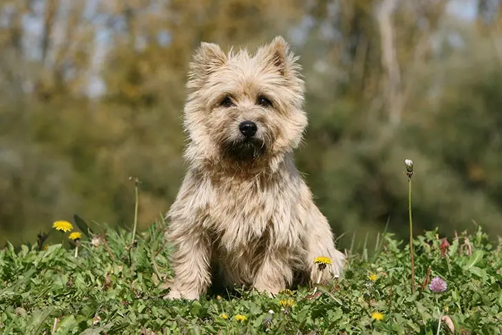 Cairn Terrier