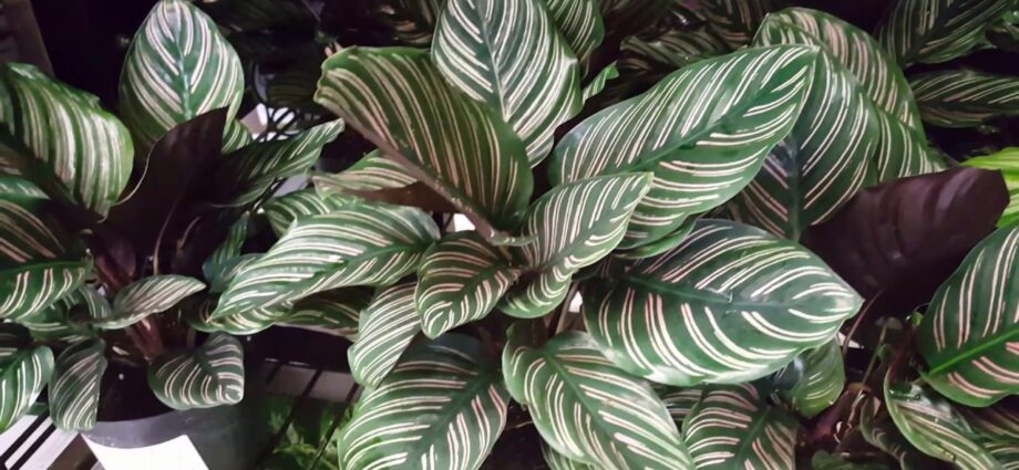 Calathea care: flowers in the house. Video