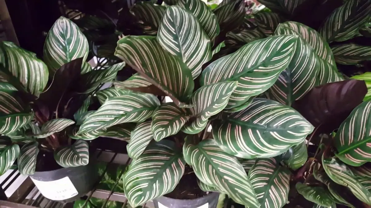 Calathea care: flowers in the house. Video