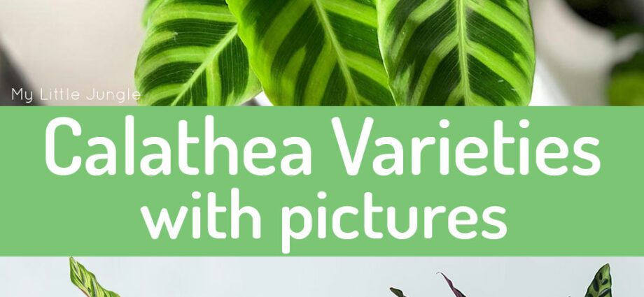 Calathea flower: species, varieties