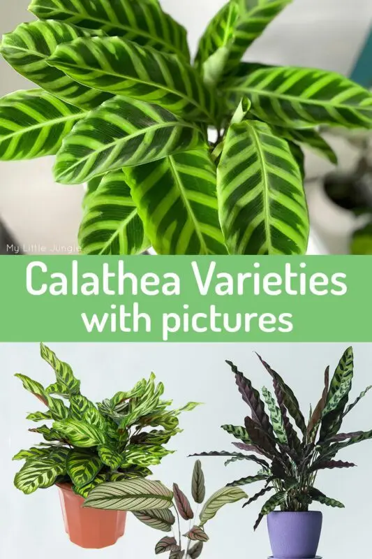 Calathea flower: species, varieties