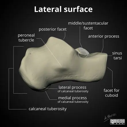 calcaneum