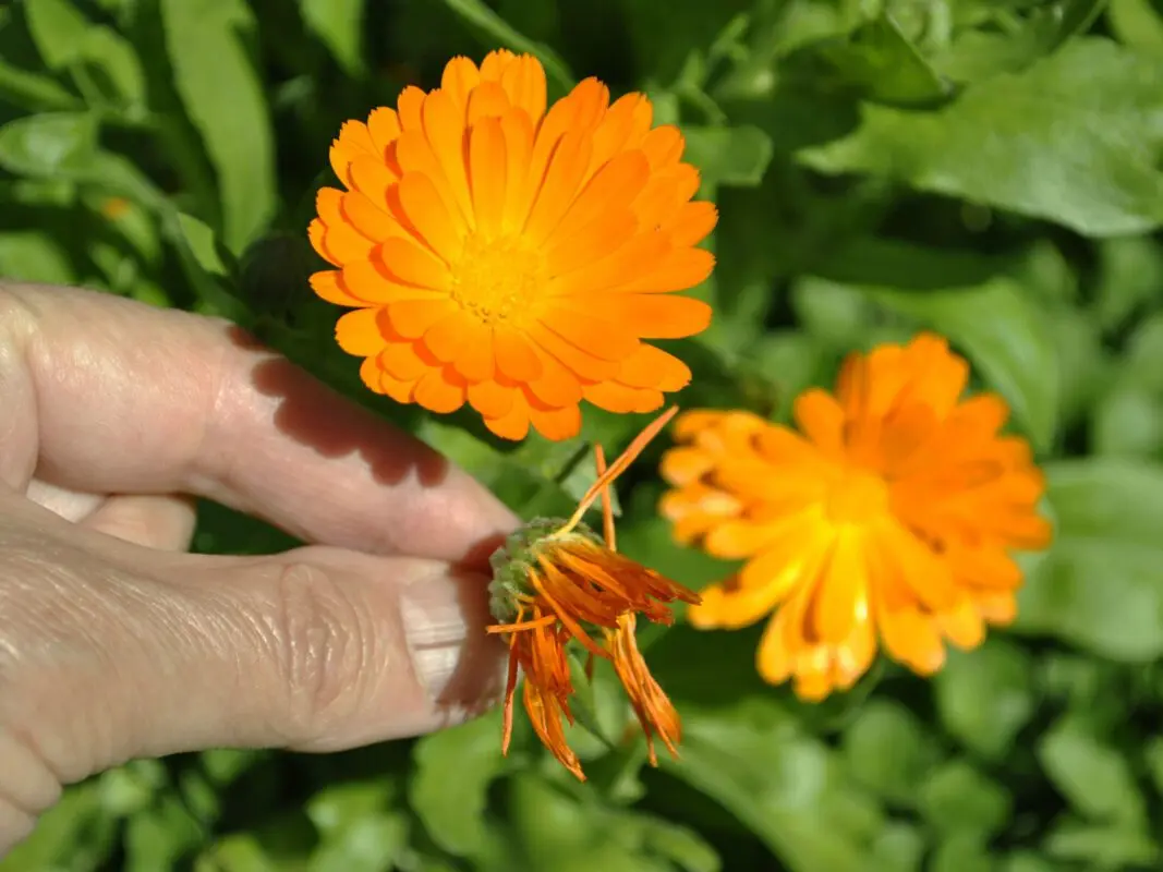 Calendula flowers: planting, growing, care