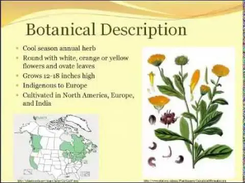Calendula: medicinal and beneficial properties. Video